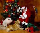 Άγιος Βασίλης σίτιση ορισμένων ζώων